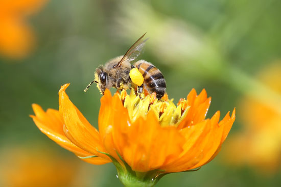 The National Honey and Bee Advisory Board, along with others, are fighting the EPA’s ruling on sulfoxaflor.